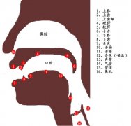 播音主持吐字发声 构字器官和构字原理